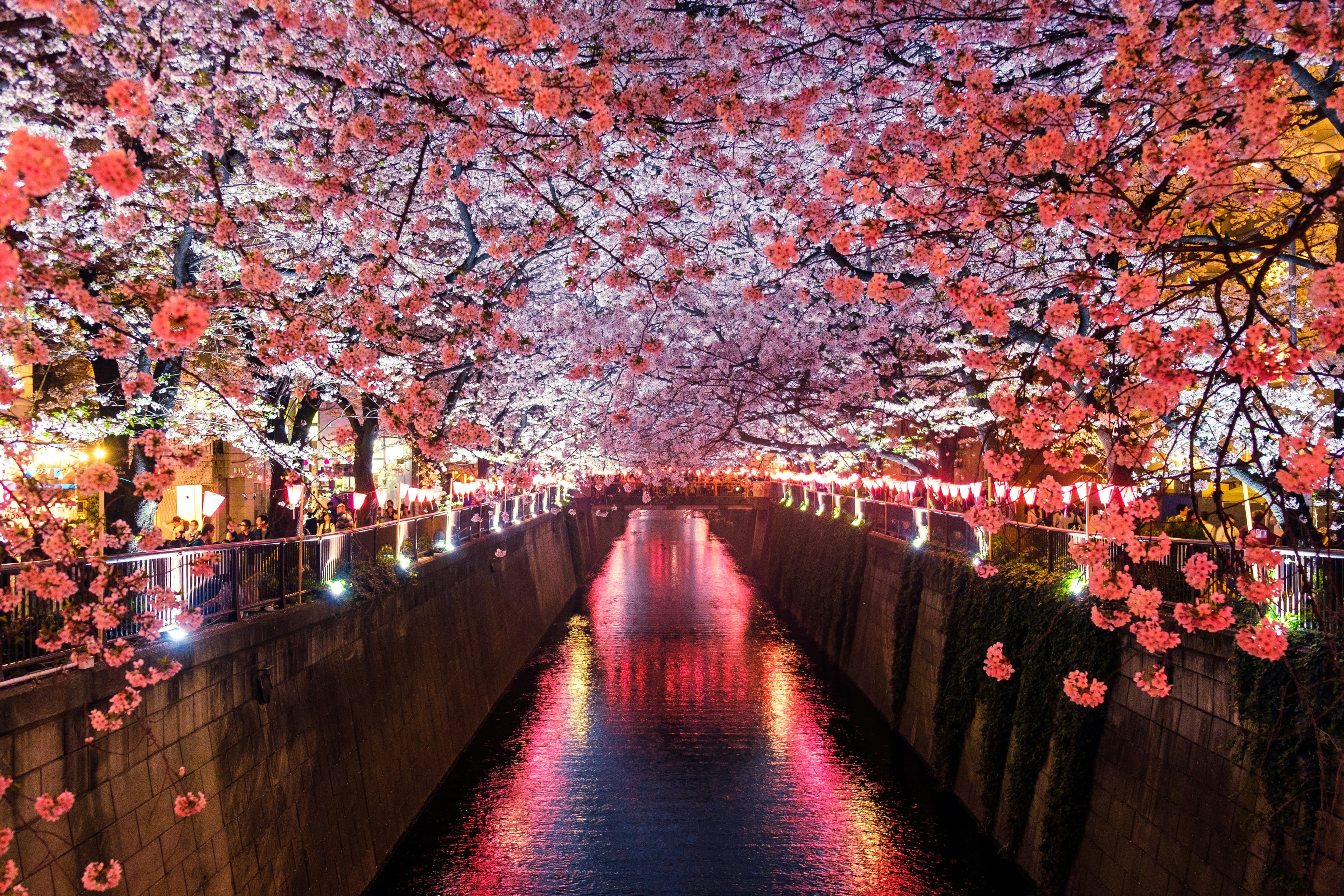 Meguro river sakura at night